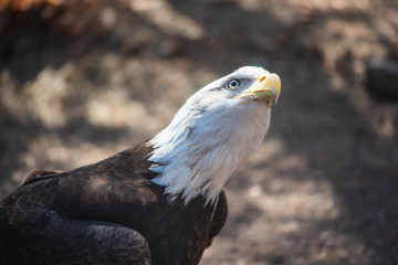 Injured Bold Eagle Looking Longingly at the Sky