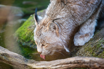 Lynx Drinking Water
