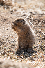 Prairie Dog Eating