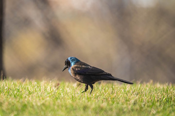 Grackle