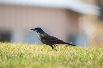 Grackle