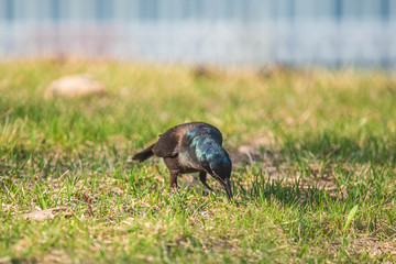 Grackle