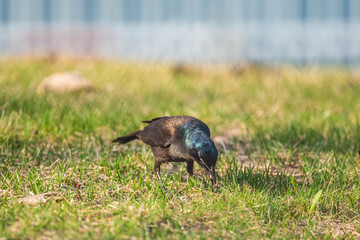 Grackle