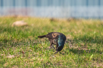Grackle