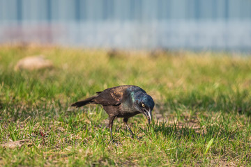 Grackle