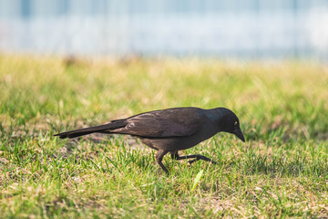 Grackle