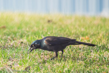 Grackle