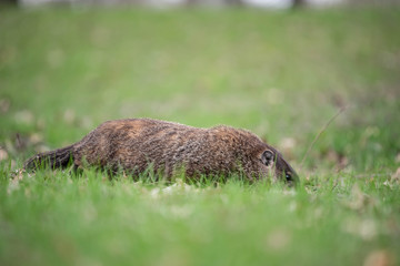 Woodchuck 