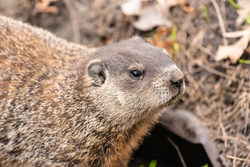 Woodchuck 