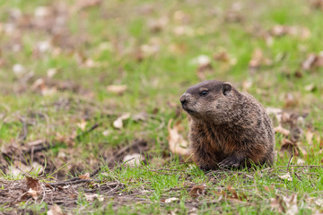 Woodchuck 