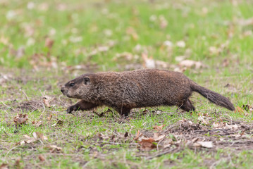 Woodchuck 