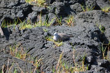 Bird sitting on lava rock in Hawaii