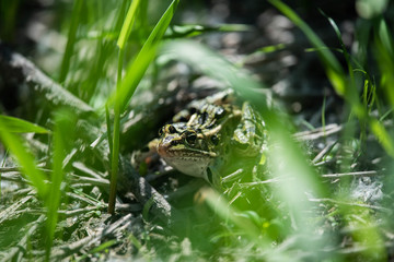 Pickerel Frog