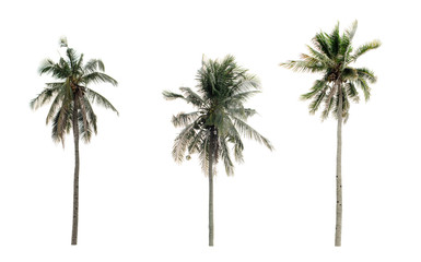 collection three Palm coconut the garden isolated on white background