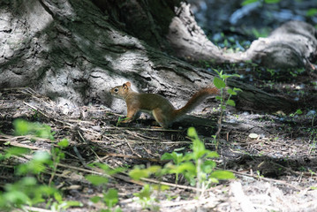 Squirrel in Forest