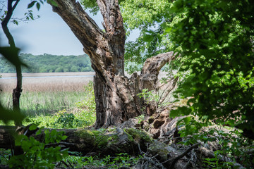 Fototapeta premium Tree Trunk