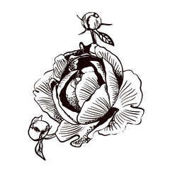 flower peony