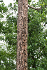Tree Trunk with Woodpecker Holes