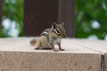 Chipmunk