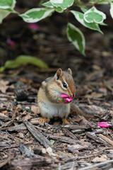 Chipmunk Chewing on Petal