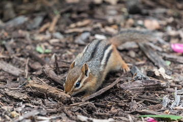Chipmunk