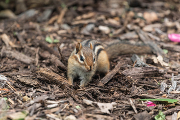 Chipmunk