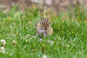 Chipmunk Eating Onion