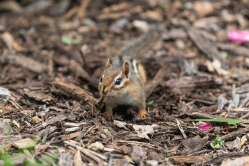 Chipmunk