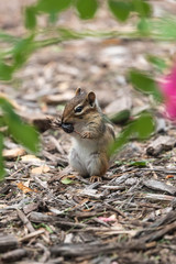 Chipmunk Eating 