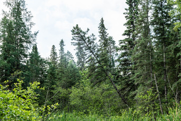 Leaning Spruce Tree in Minnesota Forest