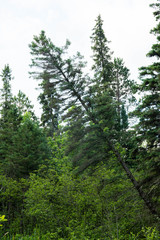 Leaning Spruce Tree and Minnesota Forest