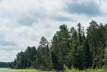 Leaning Spruce Trees at Lake Itasca