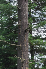 Tree Trunk with Woodpecker Holes