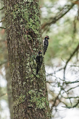 Pair of Woodpeckers