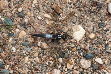 Dragonfly on Gravel