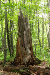 Dead Tree Stump in Forest