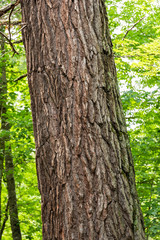 Obraz premium Tree Trunk Closeup