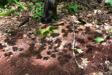 Shadow of tree canopy