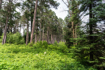 Obraz premium Minnesota Spruce Forest at Lake Itasca State Park
