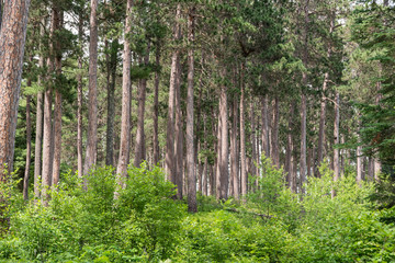 Minnesota Spruce Forest at Lake Itasca State Park