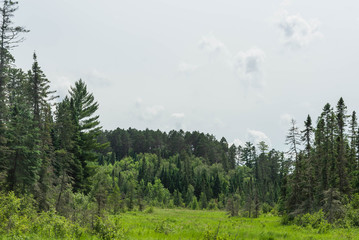 Minnesota Forest