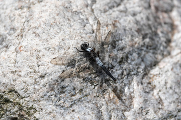 Dragonfly on Rock Closeup