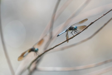 Dragonfly on Branch Closeup