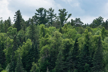 Fototapeta na wymiar Forest in Minnesota at Lake Itasca State Park