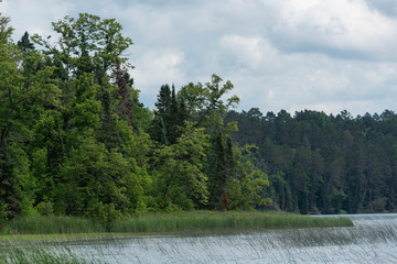 Forest in Minnesota at Lake Itasca State Park