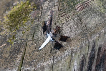 White Dragonfly on Tree Stump Closeup