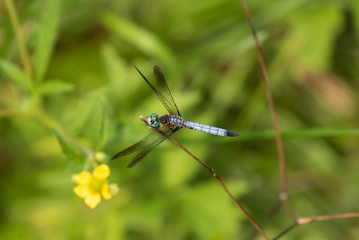 Dragonfly on Branch Closeup