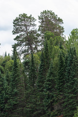 Spruce Trees in Minnesota at Lake Itasca State Park