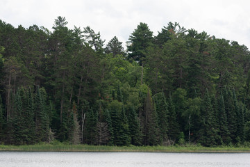 Forest in Minnesota at Lake Itasca State Park