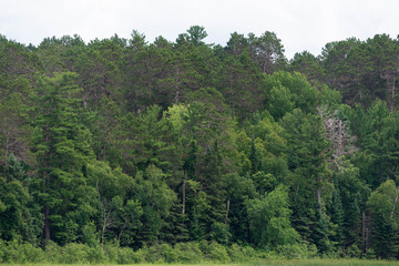 Forest in Minnessota
